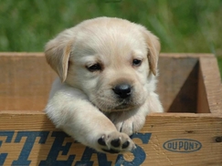 cute dog bylaw small